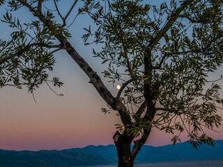 Lonely tree against a scenic sunset with a full moon