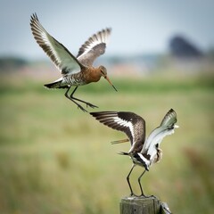 Pair of Black-tailed Godwits (Limosa limosa) in the nature