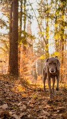 Vertical shot of a Weimaraner in the autumn