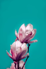 Beautiful vertical Magnolia liliiflora flowers on blue background, perfect for wallpaper