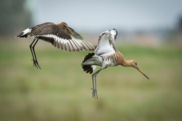Pair of Black-tailed Godwits (Limosa limosa) flying in the nature
