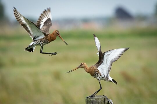 Pair of Black-tailed Godwits (Limosa limosa) one hovering in air and one perched on a wooden fence