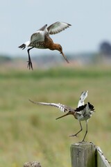 Vertical shot of a pair of Black-tailed Godwits (Limosa limosa)