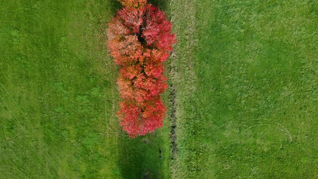 Aerial top view footage of red trees in a row in a field of green grass