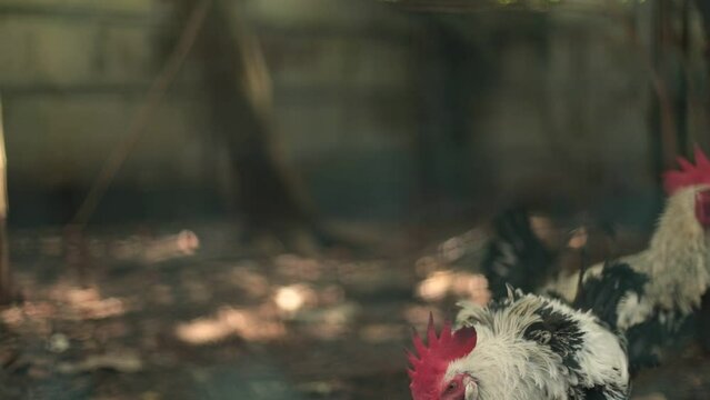 HD of two roosters (capon)
