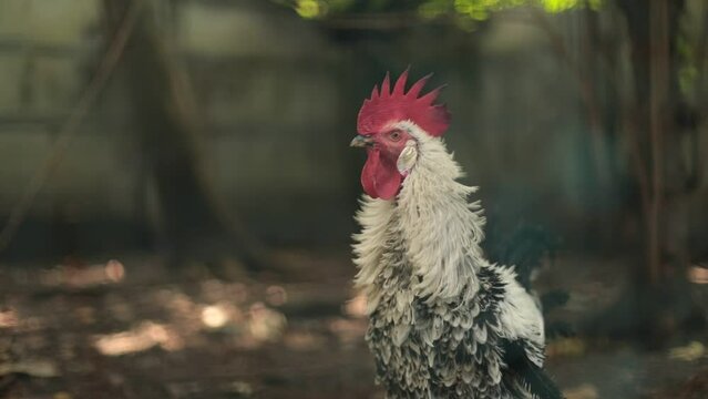 HD of a rooster (capon)