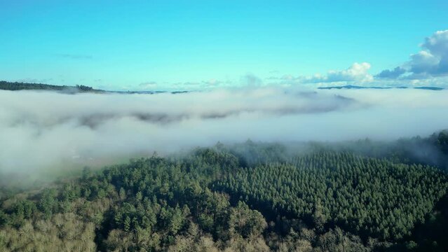 Aerial footage of dense forests covered in mist under the blue sky