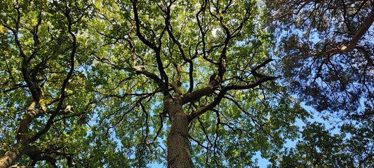 Low angle shot of green trees growing against a blue sky near Tamworth Castle, England
