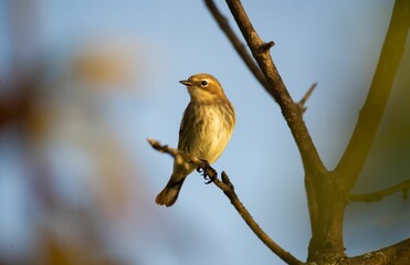 Warbler perched on a tree branch.