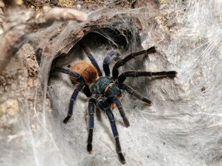 Close-up of a blue green tarantula (Chromatopelma cyaneopubescens)