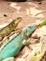 Vertical shot of iguanas basking in the sunlight