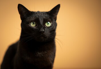 Adorable black cat on the orange background