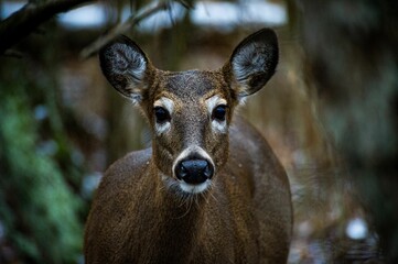 Closeup shot of a white-tailed deer in the wild.