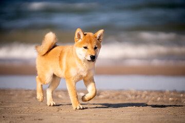 Pies rasy shiba inu biegnie po plaży