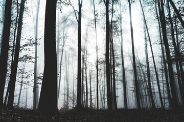 Mysterious, magic forest with trees in fog - Halloween concept