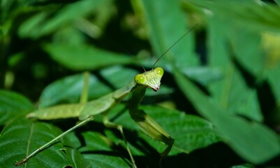 Close-up shot of a Praying Mantis sitting on a green leaf