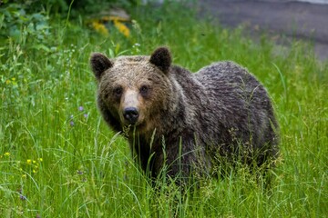 Closeup of a Grizzly bear walking in the park outdoors