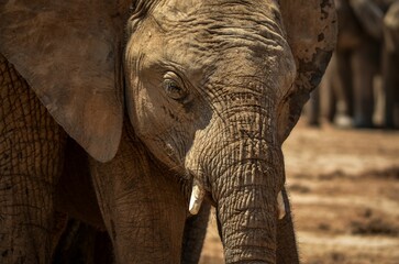 Close-up shot of a baby Elephant in a savannah in South Africa