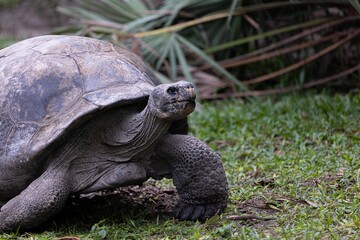 Floreana giant tortoise in the green field