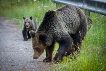 Closeup of a Grizzly bear with a baby walking in the street
