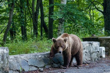 Closeup of a Grizzly bear walking in the park outdoors