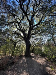 Vertical shot of a tree in the park