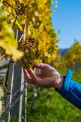 Selective focus shot of a hand picking some ripe grapes