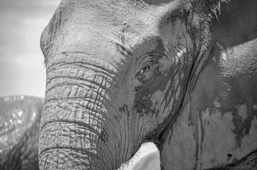 Grayscale closeup of an elephant