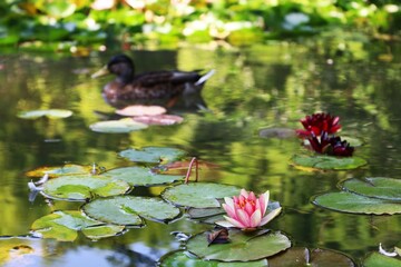 Closeup shot of water lilies (Nymphaea) and a duck in the pond