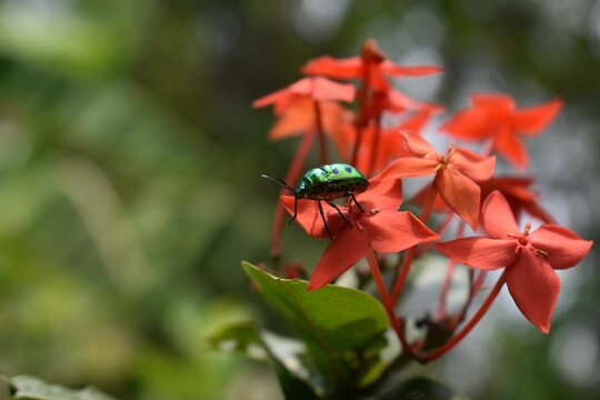 Chrysocoris stollii bug perching on red flower