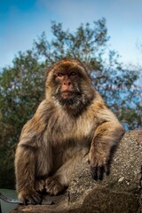 Monkey macaca perching on rock