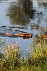Dog swimming in the lake