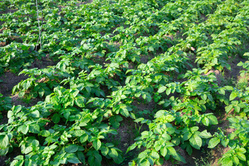 Fototapeta na wymiar Potato sprouts on farm field on sunny day. High quality photo