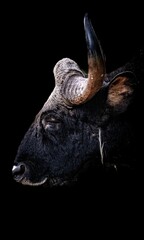 Vertical closeup of a buffalo head on the dark background