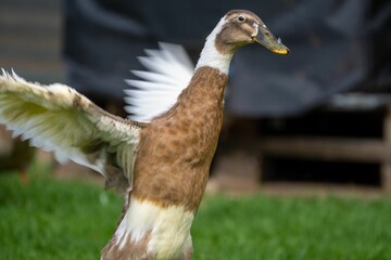 Closeup of a goose spreading its wings to fly, standing on green lawn on a farm
