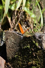 Vertical shot of an orange butterfly on a stone