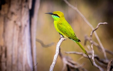 Green bee-eater perching on tree branch