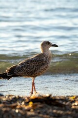 Seagull perching in beach in background of water