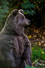 Obraz premium Vertical shot of a brown bear in a forest during the day