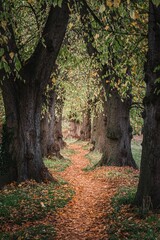 Obraz premium Forest surrounded by dense trees