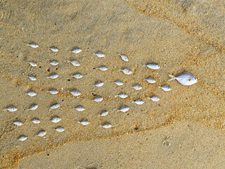 small fish on the beach