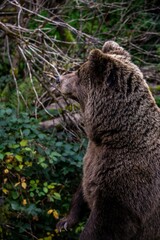 Fototapeta na wymiar Vertical shot of a brown bear in a forest during the day
