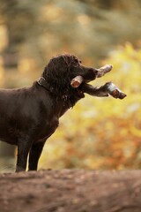 Vertical shot of a Boykin Spaniel dog with pieces of woods in its mouth
