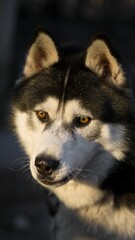Vertical closeup of a Siberian husky sitting outdoors with sunlight on