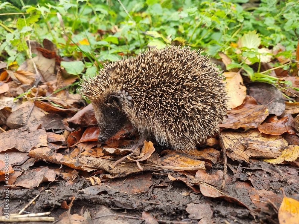 Wall mural Closeup of a hedgehog in the forest