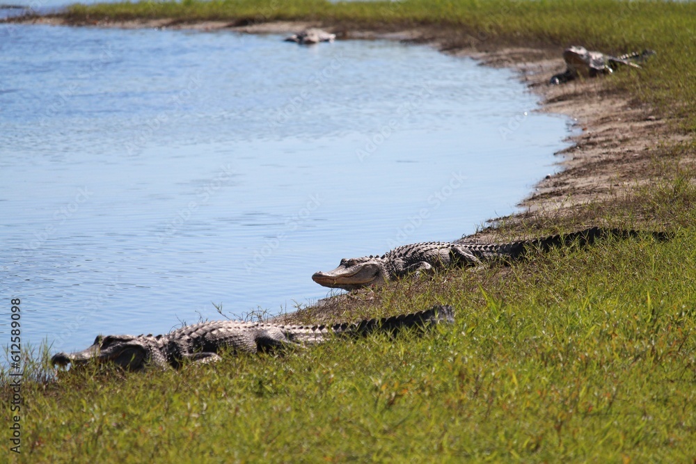 Sticker closeup shot of crocodiles near the lake