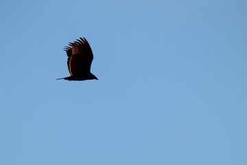 Eagle flying in the bright sky