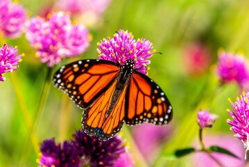 Fototapeta na wymiar Closeup shot of an orange monarch butterfly on a purple clover flower