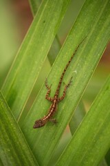 Vertical shot of a lizard on the leaf