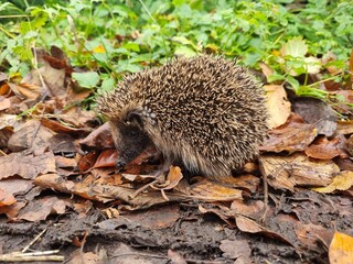 Closeup of a hedgehog in the forest